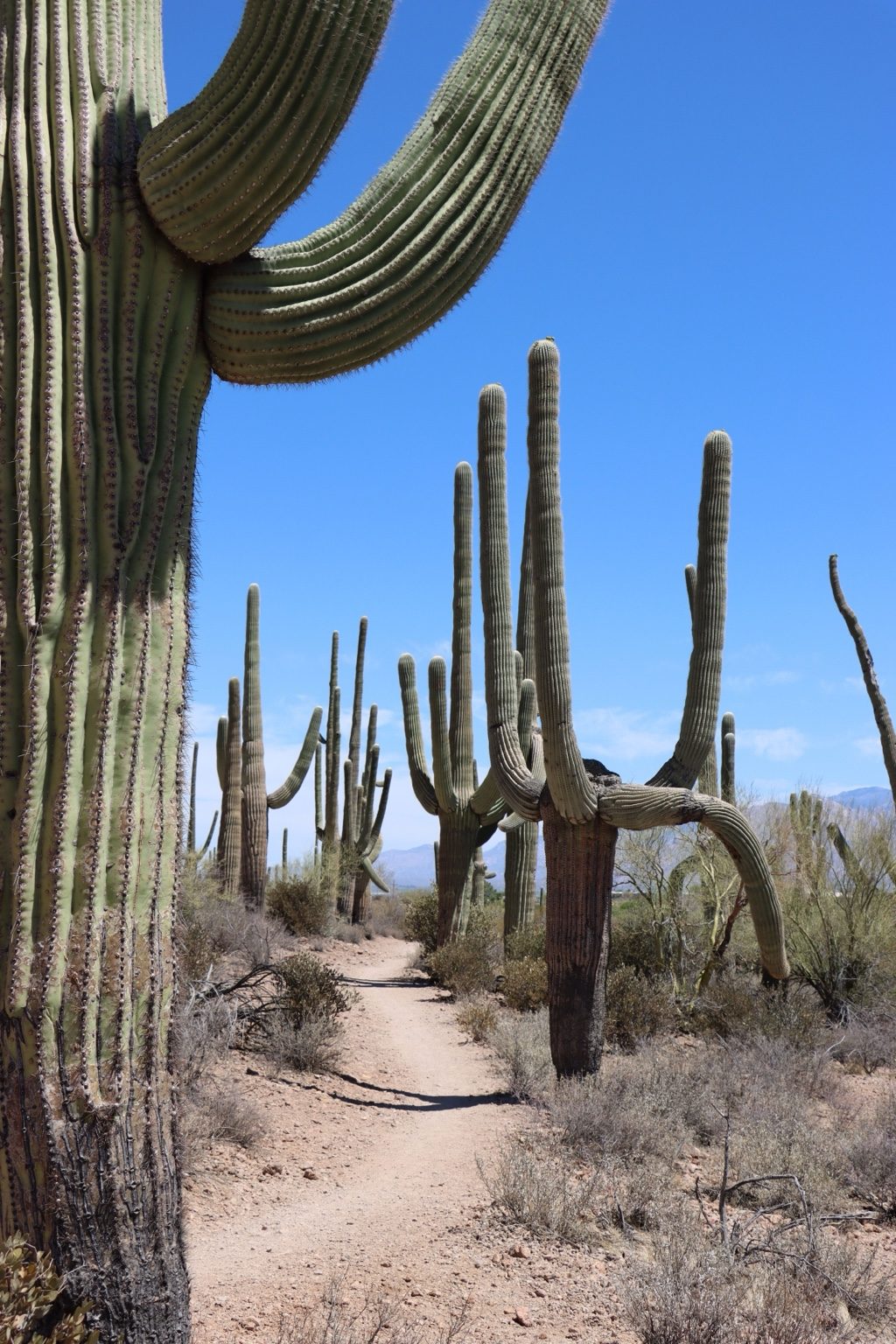 Desert trail winding past towering saguaro cacti under a bright blue sky, Sonoran Desert
