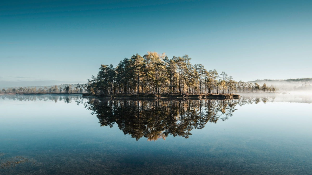Pine-covered island reflected in still water at dawn