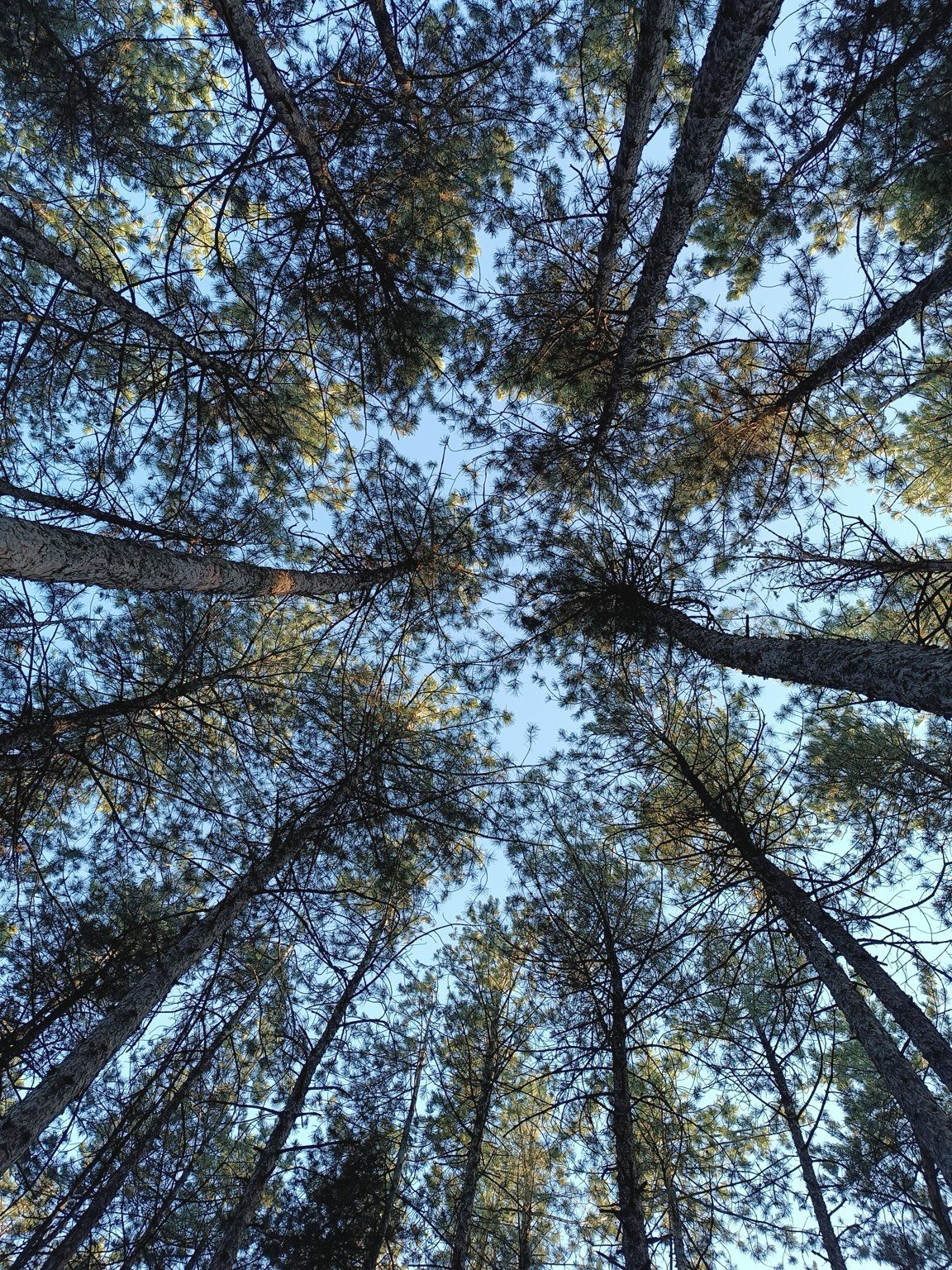 Looking upward through a tall pine canopy into the sky