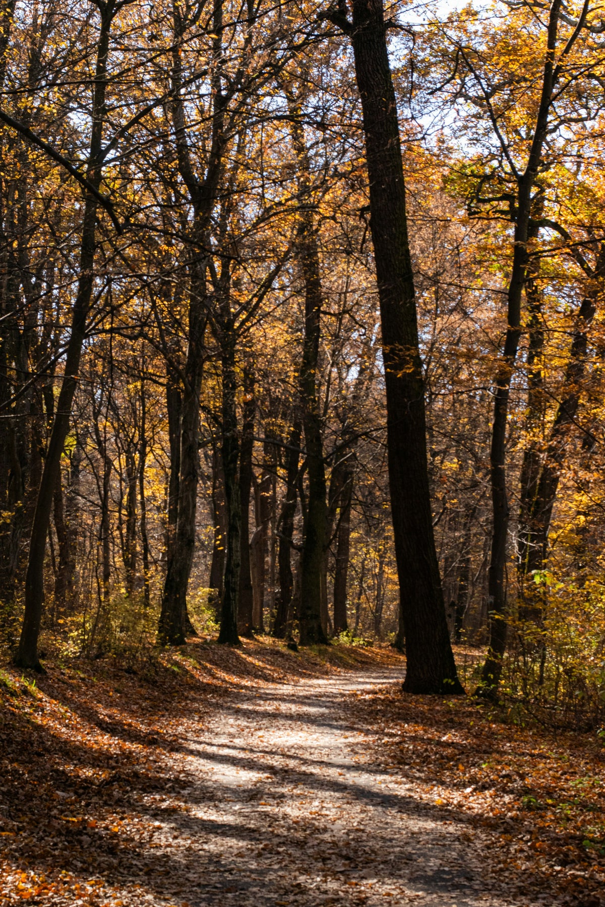 A winding path through an autumn forest with golden leaves and warm sunlight. Photograph by Gabriel Tudor.